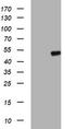 Adipocyte Plasma Membrane Associated Protein antibody, CF504167, Origene, Western Blot image 