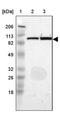 DNA Ligase 4 antibody, PA5-51562, Invitrogen Antibodies, Western Blot image 