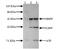 Plasminogen Activator, Urokinase antibody, GTX79597, GeneTex, Western Blot image 