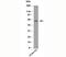 Kruppel Like Factor 4 antibody, 33-001, ProSci, Western Blot image 