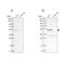 CTD Small Phosphatase 2 antibody, NBP1-89514, Novus Biologicals, Western Blot image 