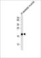 Tumor Protein P53 Inducible Nuclear Protein 1 antibody, LS-C160127, Lifespan Biosciences, Western Blot image 