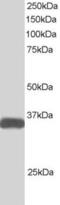 STE20 Related Adaptor Beta antibody, 45-246, ProSci, Immunohistochemistry frozen image 