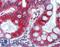 Guanylate Cyclase Activator 2A antibody, LS-B15574, Lifespan Biosciences, Immunohistochemistry paraffin image 