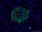 Insulin antibody, 15848-1-AP, Proteintech Group, Immunofluorescence image 