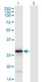 TNF Superfamily Member 9 antibody, H00008744-M01, Novus Biologicals, Western Blot image 
