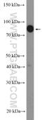 Zinc Finger And BTB Domain Containing 1 antibody, 26287-1-AP, Proteintech Group, Western Blot image 