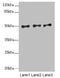 Molybdenum Cofactor Synthesis 3 antibody, LS-C676063, Lifespan Biosciences, Western Blot image 