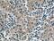 Apolipoprotein A1 antibody, 66206-1-Ig, Proteintech Group, Immunohistochemistry frozen image 