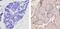 Thyroid Hormone Receptor Alpha antibody, MA1-215, Invitrogen Antibodies, Immunohistochemistry frozen image 