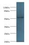 E3 ubiquitin-protein ligase RAD18 antibody, A56282-100, Epigentek, Western Blot image 