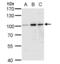 IRP1 antibody, NBP2-15244, Novus Biologicals, Western Blot image 