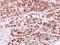 RAB2B, Member RAS Oncogene Family antibody, LS-C186007, Lifespan Biosciences, Immunohistochemistry paraffin image 