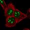 RRN3 antibody, HPA049837, Atlas Antibodies, Immunofluorescence image 
