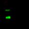 Alpha-1-Microglobulin/Bikunin Precursor antibody, GTX02264, GeneTex, Immunoprecipitation image 