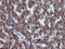 Cytochrome P450 2A6 antibody, LS-C173480, Lifespan Biosciences, Immunohistochemistry paraffin image 