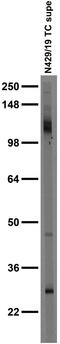 Anoctamin 6 antibody, 73-418, Antibodies Incorporated, Western Blot image 