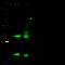 Latexin antibody, 10211-RP02, Sino Biological, Western Blot image 