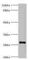 Tetraspanin 6 antibody, LS-C376955, Lifespan Biosciences, Western Blot image 