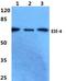 E74 Like ETS Transcription Factor 4 antibody, PA5-75506, Invitrogen Antibodies, Western Blot image 