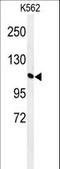 General transcription factor II-I repeat domain-containing protein 2 antibody, LS-C166721, Lifespan Biosciences, Western Blot image 