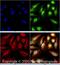 Senataxin antibody, NBP1-94712, Novus Biologicals, Immunocytochemistry image 