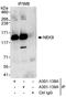 NIMA Related Kinase 9 antibody, A301-138A, Bethyl Labs, Immunoprecipitation image 