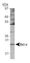 BCL2 Like 1 antibody, NB110-83982, Novus Biologicals, Western Blot image 