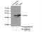 rRNA 2 -O-methyltransferase fibrillarin antibody, 16021-1-AP, Proteintech Group, Immunoprecipitation image 