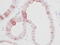 Epidermal Growth Factor antibody, XP-5119, ProSci, Immunohistochemistry frozen image 