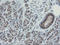 THAP Domain Containing 6 antibody, LS-C175204, Lifespan Biosciences, Immunohistochemistry paraffin image 
