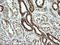 Dynamin 1 Like antibody, LS-C174710, Lifespan Biosciences, Immunohistochemistry frozen image 