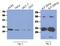 CASP2 And RIPK1 Domain Containing Adaptor With Death Domain antibody, NBP2-42688, Novus Biologicals, Western Blot image 