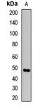 STE20 Related Adaptor Alpha antibody, LS-C668463, Lifespan Biosciences, Western Blot image 