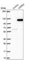 WD Repeat Domain 63 antibody, PA5-58426, Invitrogen Antibodies, Western Blot image 