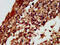 Regulator Of G Protein Signaling 6 antibody, CSB-PA019658LA01HU, Cusabio, Immunohistochemistry frozen image 