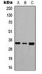 Ras Related GTP Binding A antibody, LS-C358852, Lifespan Biosciences, Western Blot image 