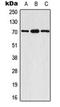 Ribosomal Protein S6 Kinase B1 antibody, orb224002, Biorbyt, Western Blot image 