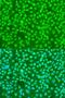 Serine And Arginine Rich Splicing Factor 9 antibody, LS-C747637, Lifespan Biosciences, Immunofluorescence image 