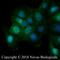 WD Repeat And FYVE Domain Containing 3 antibody, NBP1-03332, Novus Biologicals, Immunofluorescence image 