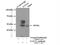 GATA Binding Protein 1 antibody, 10917-2-AP, Proteintech Group, Immunoprecipitation image 