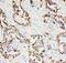 Paxillin antibody, PA5-79899, Invitrogen Antibodies, Immunohistochemistry frozen image 