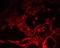 Protein spinster homolog 1 antibody, GTX31907, GeneTex, Immunohistochemistry paraffin image 