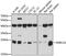 RAB11A, Member RAS Oncogene Family antibody, 16-841, ProSci, Western Blot image 