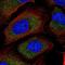 Growth Arrest Specific 6 antibody, NBP2-54990, Novus Biologicals, Immunofluorescence image 
