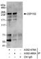 Centrosomal Protein 152 antibody, A302-480A, Bethyl Labs, Immunoprecipitation image 