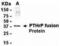 BRCA1 DNA Repair Associated antibody, XW-7813, ProSci, Western Blot image 