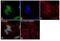 Apurinic/Apyrimidinic Endodeoxyribonuclease 1 antibody, PA5-29157, Invitrogen Antibodies, Immunofluorescence image 