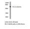 Protein Kinase C Delta antibody, LS-C177706, Lifespan Biosciences, Western Blot image 