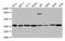 Annexin A5 antibody, CSB-PA001846YA01HU, Cusabio, Western Blot image 